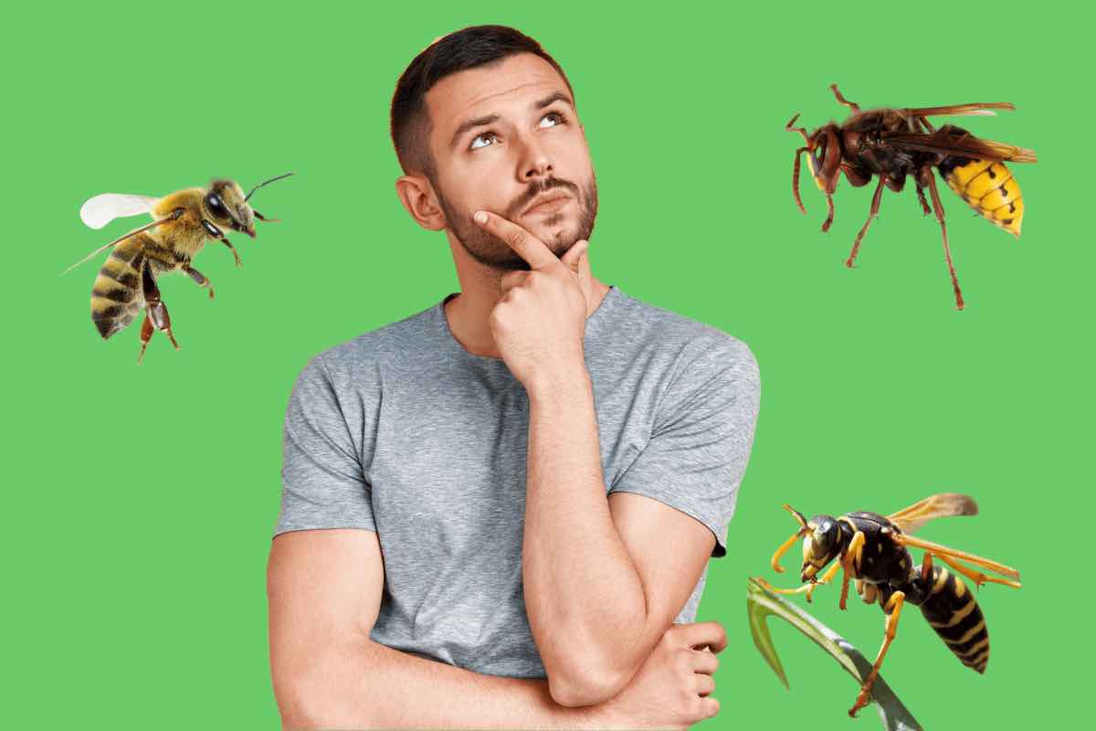 Come allontanare api, vespe e calabroni